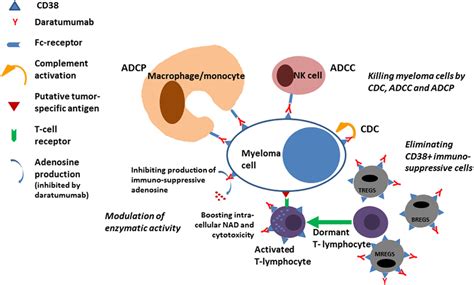 Frontiers | Daratumumab for the Treatment of Multiple Myeloma | Immunology