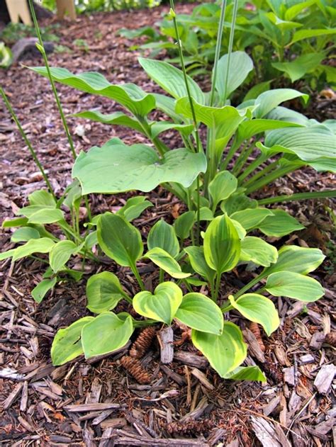 Using Hostas in the Garden | D'oh!-I-Y