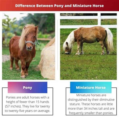 Pony vs Miniature Horse: Difference and Comparison