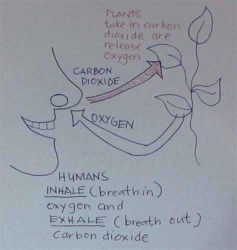 Making Carbon Dioxide - :::Yew Chung International School:::