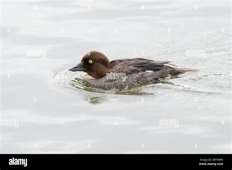 Common goldeneye female Stock Photo - Alamy