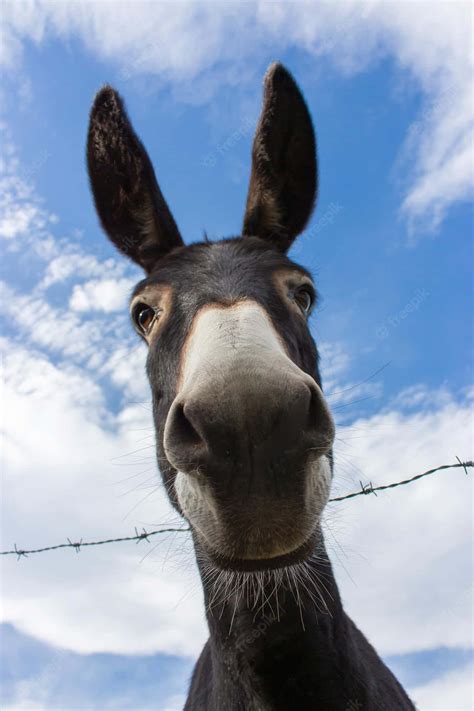 Funny Donkey Faces