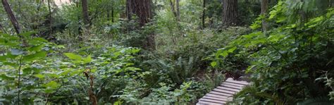 Burnaby Mountain Hiking and Biking Trails | Vancouver Trails