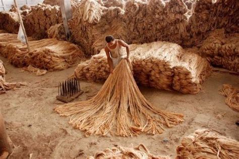 Jute Introduction- The Story Of Golden Fiber & Its Versatile Uses ...