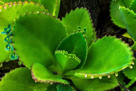 El Jardinero, plantas y flores: Kalanchoe pinnata semillas