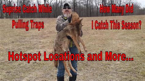 Coyote Trapping 2022, SE.2 Ep. 19, Surprise Catch! Showing Hotspot ...