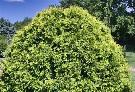 Thuja occidentalis 'Golden Globe' Dwarf Eastern Arborvitae - Kigi Nursery