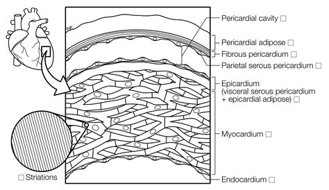 Layers of Heart Wall | Histology Coloring Book