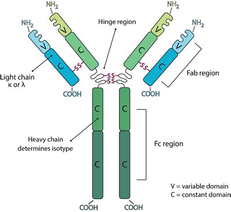 Bio X Cell - Antibody Structure