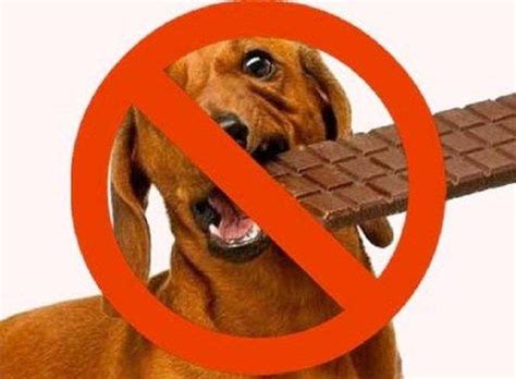 Carob, the SAFE “chocolate” for dogs…