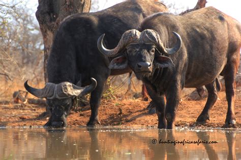 Bow hunting Cape buffalo package South Africa including prices