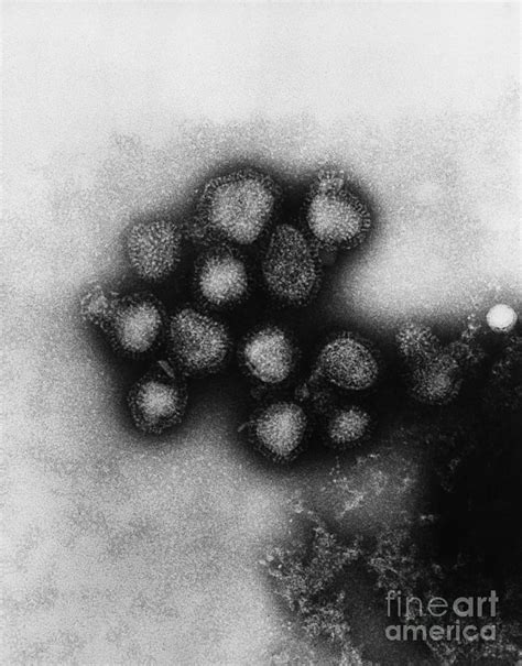 Hong Kong Flu Virus Photograph by Science Source - Pixels