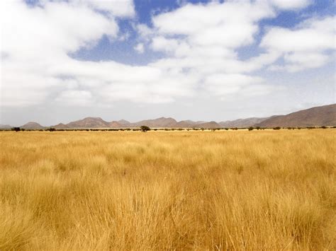 Dry Yellow Grass Of Namibia Free Stock Photo - Public Domain Pictures