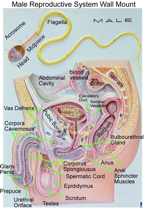 Pin by Shalika David on Quick Saves | Reproductive system, Basic anatomy and physiology, Medical ...