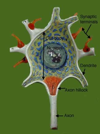 Neuron Models