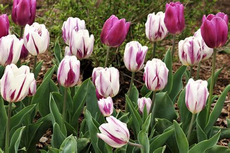 Purple And White Tulips Free Stock Photo - Public Domain Pictures