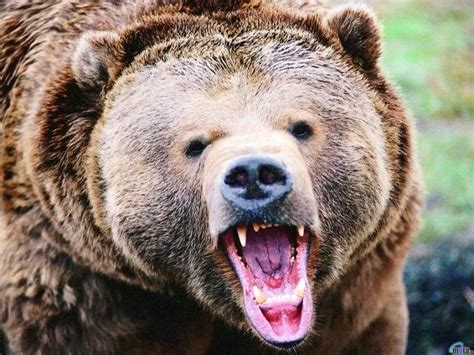 The Mexican Grizzly Bear: The Largest Land Carnivore In Mexico ...