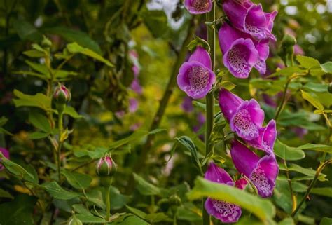 42 Plants That Spread Easily Including Prolific Clump Forming Options | Horticulture Magazine