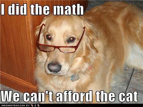 12 Best Golden Retriever Memes