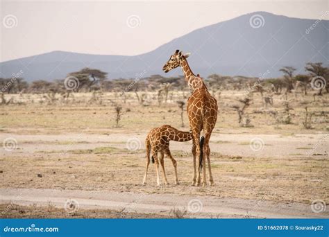 Baby giraffe stock photo. Image of food, feeding, africa - 51662078