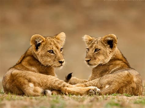 Cute Lion Cubs Wallpaper - WallpaperSafari