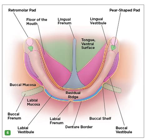 Retromolar Pad Anatomy