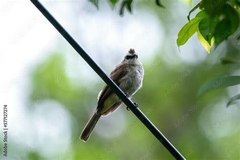 The yellow-vented bulbul (Pycnonotus goiavier), or eastern yellow ...