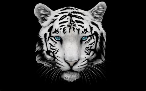 White Tiger and Blue Eyes 2880 x 1800 Retina Display Wallpaper