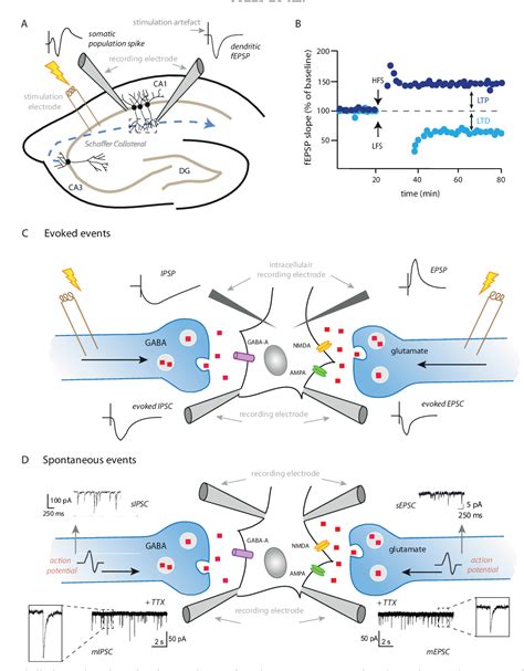 Figure 1 from Unraveling the Time Domains of Corticosteroid Hormone Influences on Brain Activity ...