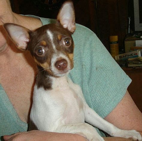 35 Best Chocolate Rat Terrier PennY images | Rat terriers, Terrier, Love chocolate