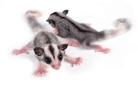 Breeding and Selling Sugar Gliders for a Profit [STEP-BY-STEP ...