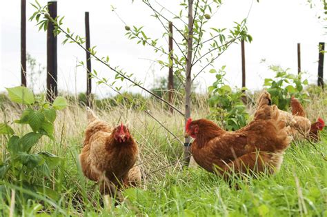 Organic vs. Free Range Eggs | What's The Difference | Soil Association