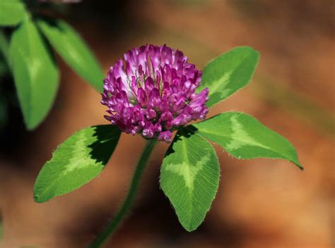 wallpaper clover, flower, plant HD : Widescreen : High Definition : Fullscreen