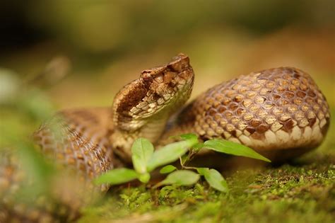 Habu Snakes of Okinawa - seawildearth