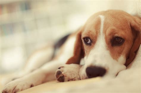 IBD: Inflammatory Bowel Disease in Dogs