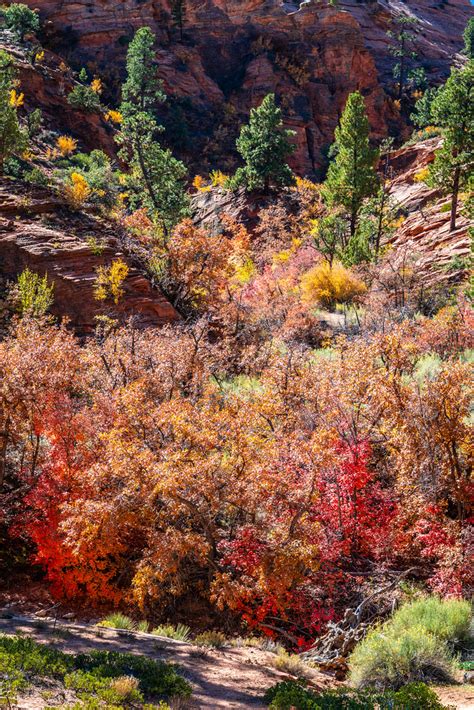 Peak Zion NP Autumn Colors! Zion National Park Fall Foliag… | Flickr