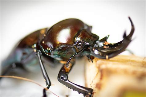 Zoo Celebrates Insect Week with Rare Rainbow Stag Beetles - The Houston Zoo