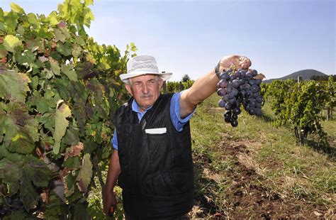 Bulgarian Wines and Wine Tasting | Wine tasting, Bulgarian, Wine