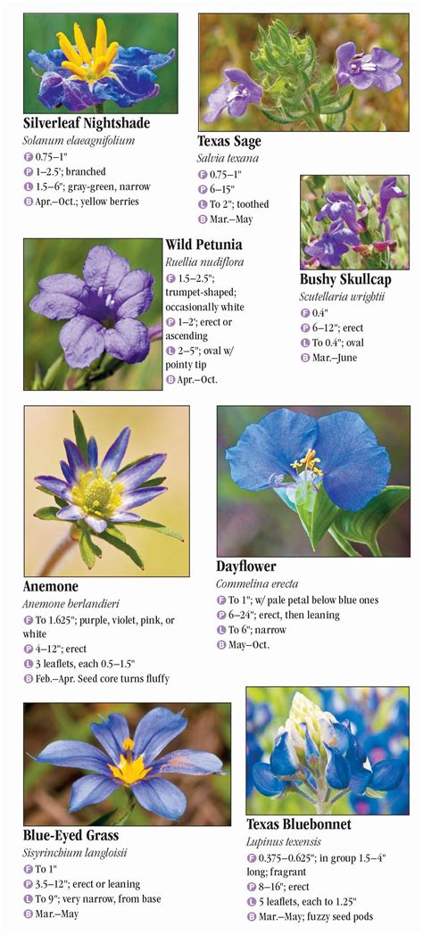 Wildflowers of North Texas – Quick Reference Publishing Retail