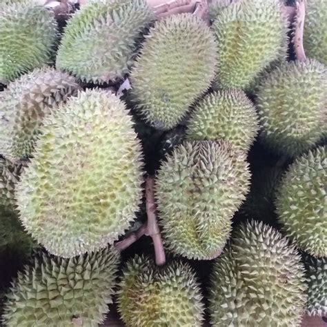 Fresh Davao Durian Fruit – Farm2Metro