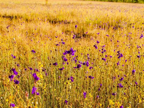 Grass Flower Field , Wildflowers Free Stock Photo - Public Domain Pictures