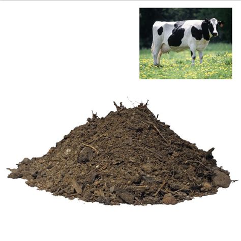 How Is Cow Manure Good For Plants - All About Cow Photos