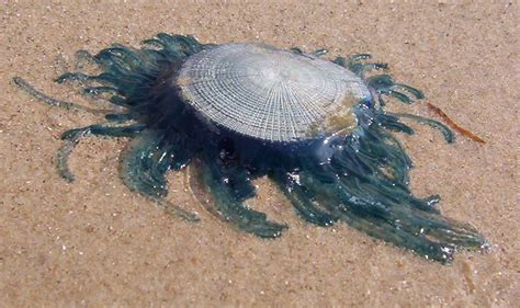 A blue button "jellyfish" beached on a Texas Gulf beach. Photo copyright Kathryn G. | Jellyfish ...