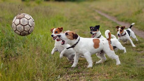 dog, Soccer Ball, Animals, Jack Russell Terrier Wallpapers HD / Desktop ...