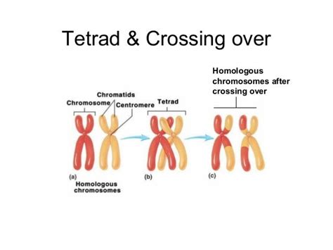 Meiosis