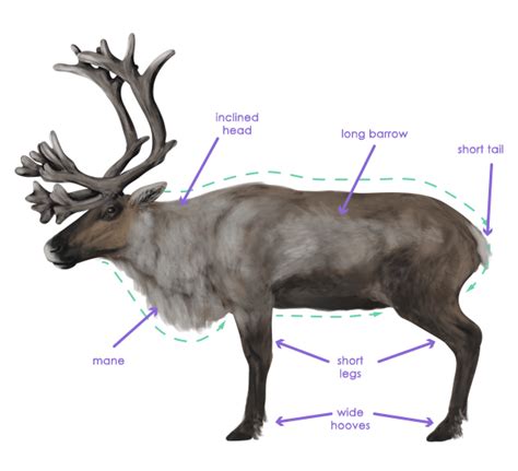 How to Draw Animals: Deer - Species and Anatomy