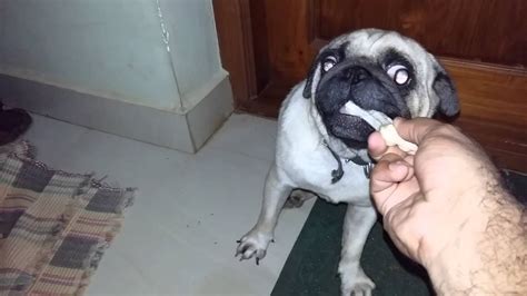 Angry Pug - YouTube