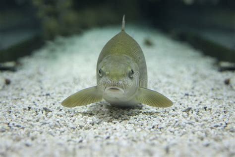 Common Barbel, Barbus Barbus, is a Species of Freshwater Fish Stock Photo - Image of barbus ...