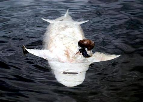 Beluga Sturgeon – "OCEAN TREASURES" Memorial Library