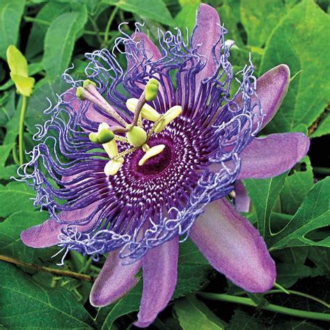 Purple Passion Flower | Spring Hill Nurseries